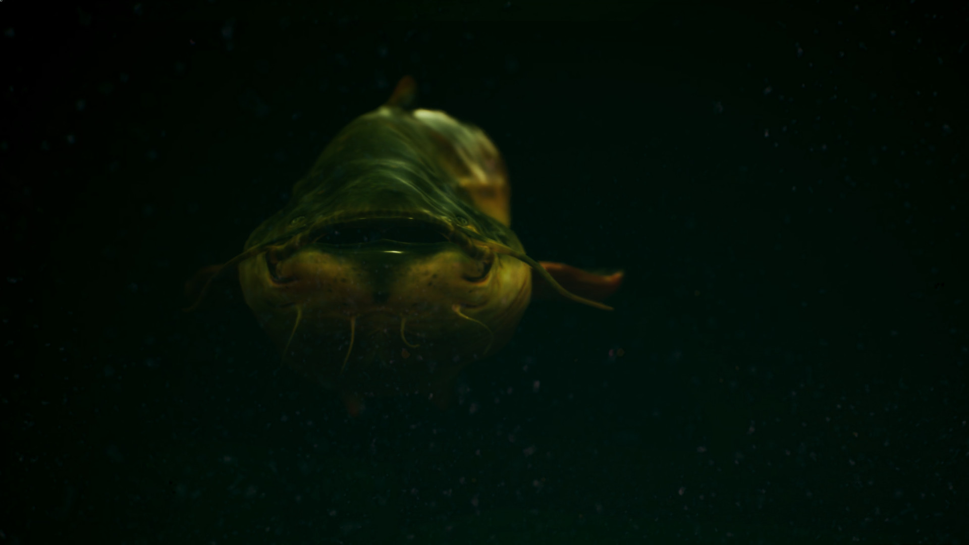 捕鱼：鲤鱼和淡水鱼.The Catch: Carp & Coarse Fishing_0