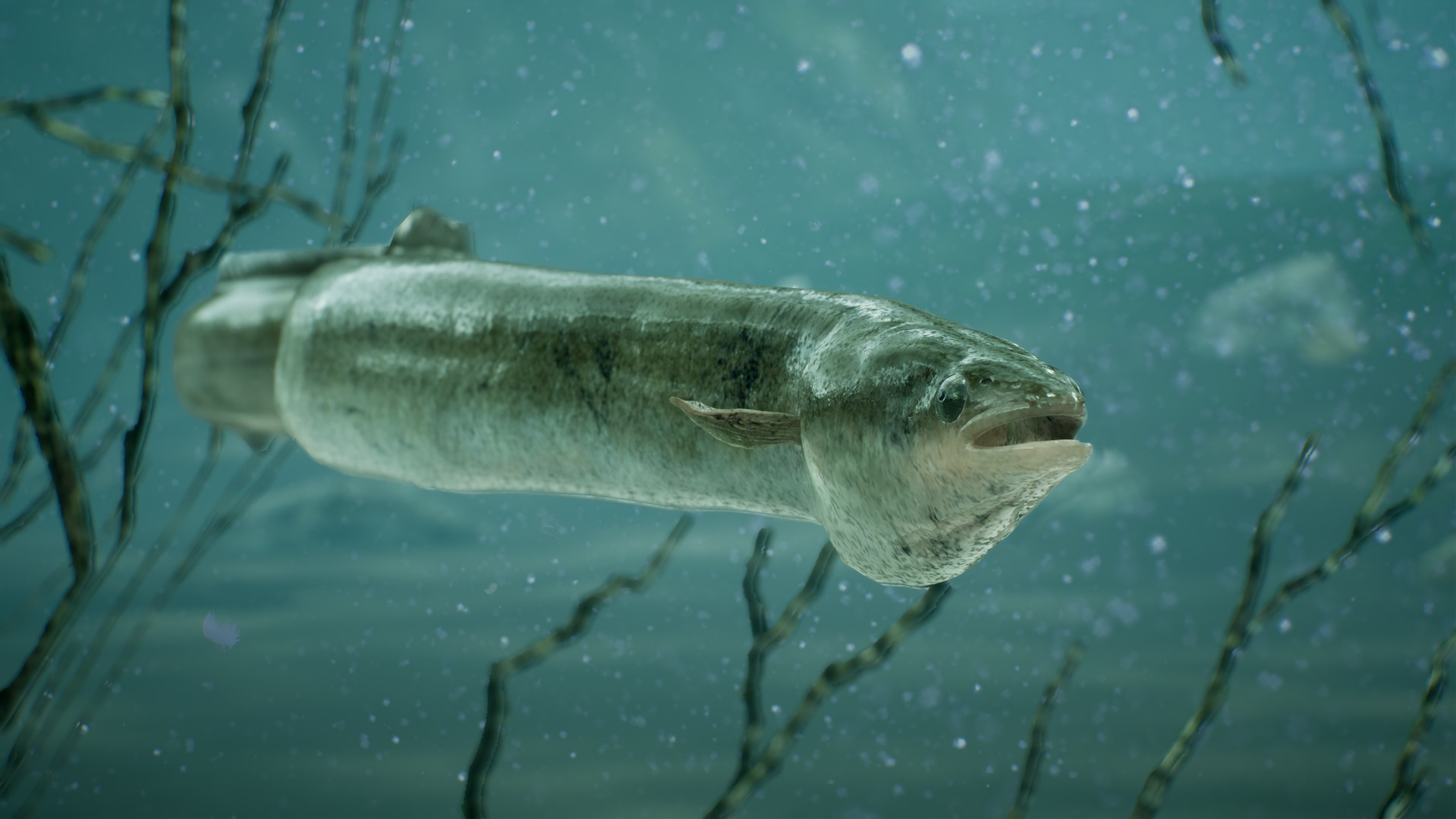 捕鱼：鲤鱼和淡水鱼.The Catch: Carp & Coarse Fishing_1