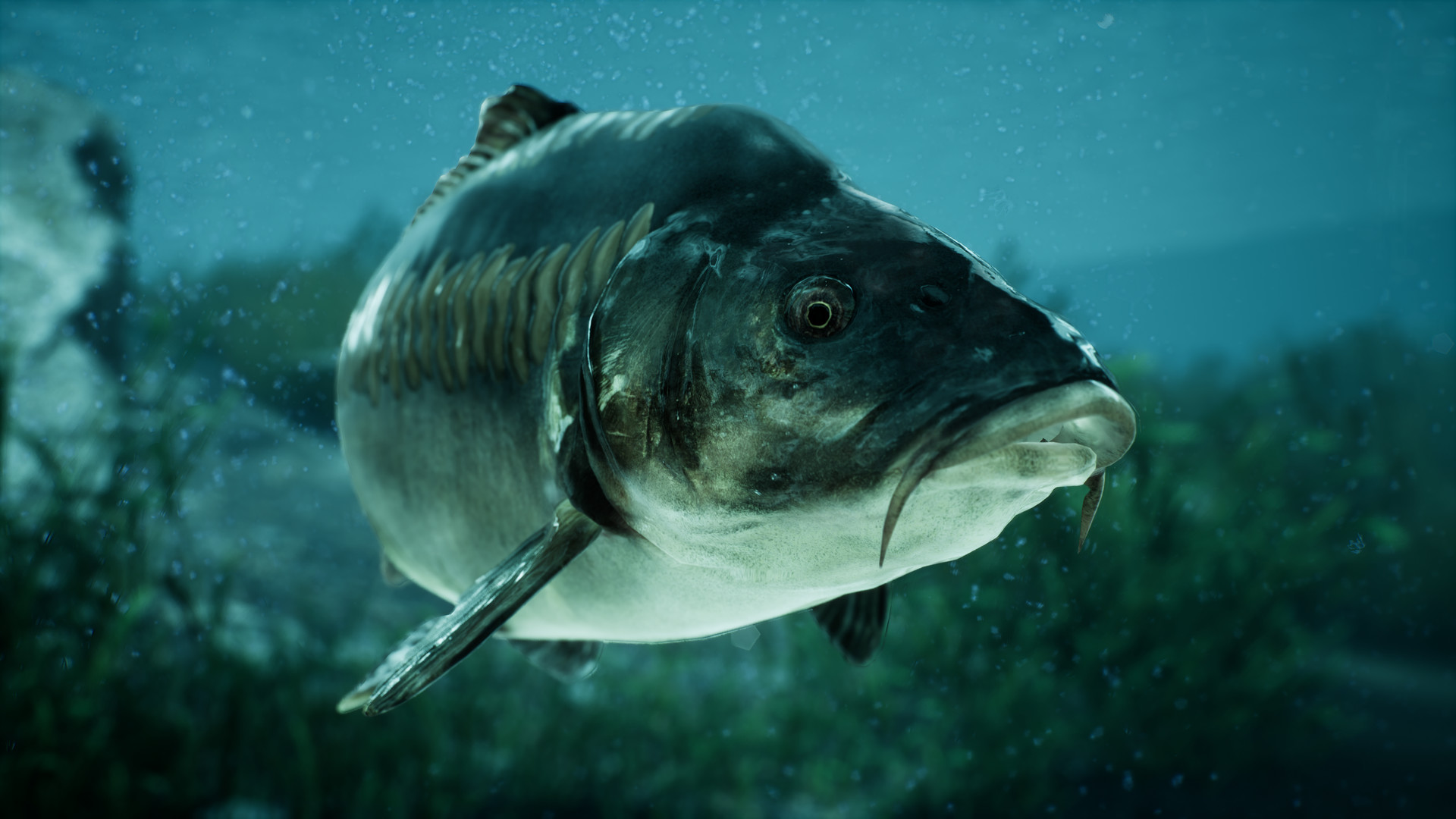 捕鱼：鲤鱼和淡水鱼.The Catch: Carp & Coarse Fishing_2