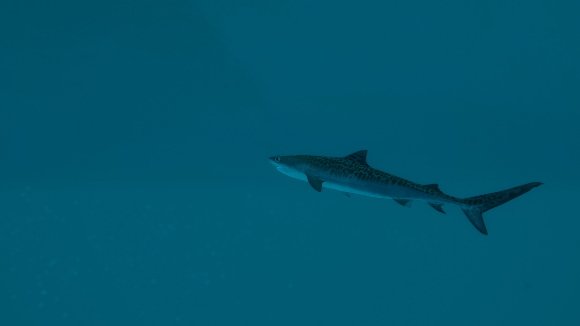终极钓鱼模拟器2 Ultimate Fishing Simulator 2_2
